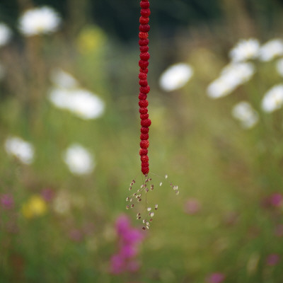 Close-Up Of Wild Strawberries Hanging With A String by Ove Eriksson Pricing Limited Edition Print image