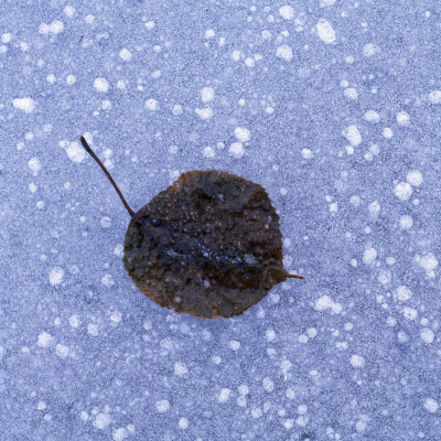 High Angle View Of A Leaf On Snow by Ove Eriksson Pricing Limited Edition Print image
