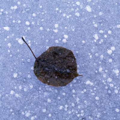 High Angle View Of A Leaf On Snow by Ove Eriksson Pricing Limited Edition Print image