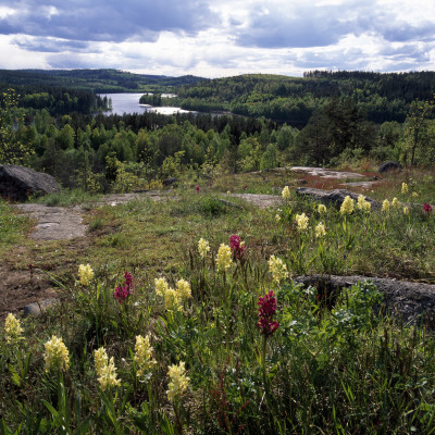 Panoramic View Of A Landscape by Ove Eriksson Pricing Limited Edition Print image