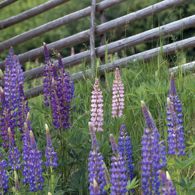 Lupine Flowers Near A Fence by Ove Eriksson Pricing Limited Edition Print image