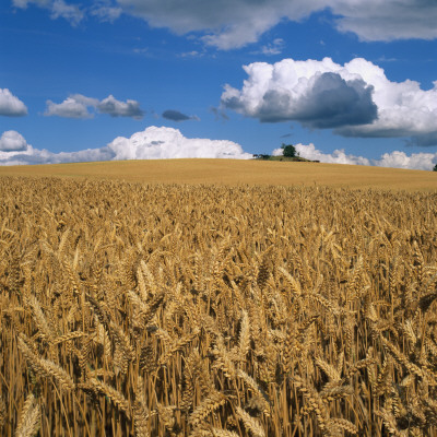 A Field Of Ripe Wheat by Ove Eriksson Pricing Limited Edition Print image