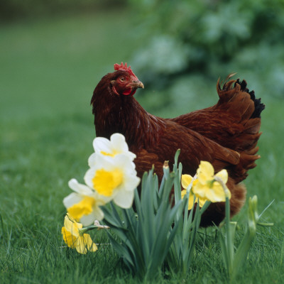 Hen And Flowers by Ove Eriksson Pricing Limited Edition Print image