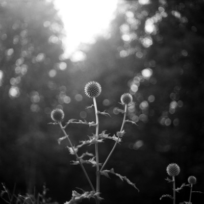 Milk Thistle by Maria Olsson Pricing Limited Edition Print image