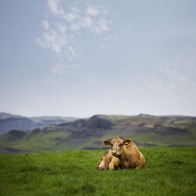 A Cow Relaxing In A Field In Iceland by Gunnar Svanberg Skulasson Pricing Limited Edition Print image