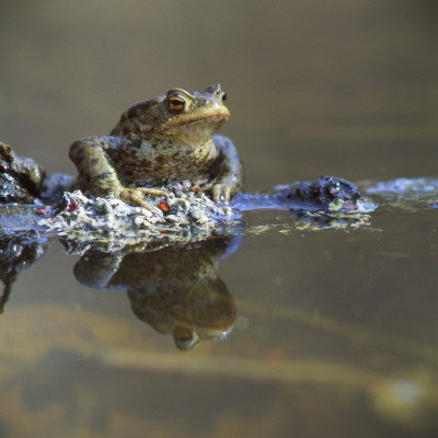Reflection Of A Frog In Water by Jorgen Larsson Pricing Limited Edition Print image