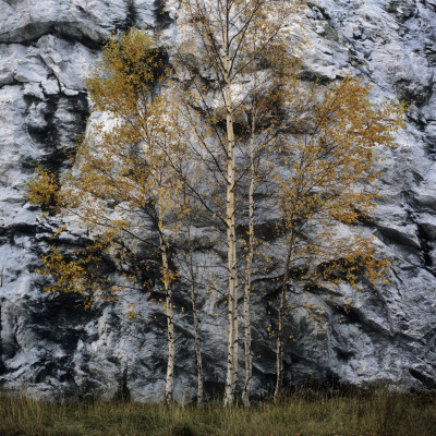 Birch In Autumn, Sweden by Mikael Andersson Pricing Limited Edition Print image