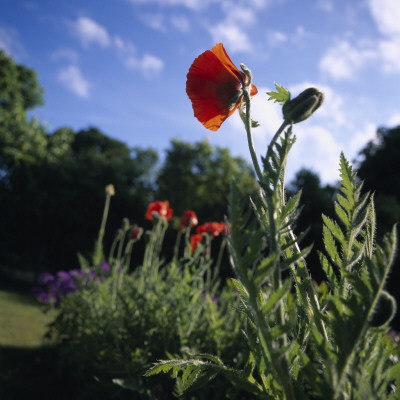 Poppies In A Garden In Skane, Sweden by Mikael Bertmar Pricing Limited Edition Print image