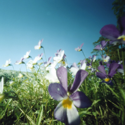 Wild Flowers Beneath Azure Sky, Stockholm Archipelago by Malin Gezelius Pricing Limited Edition Print image