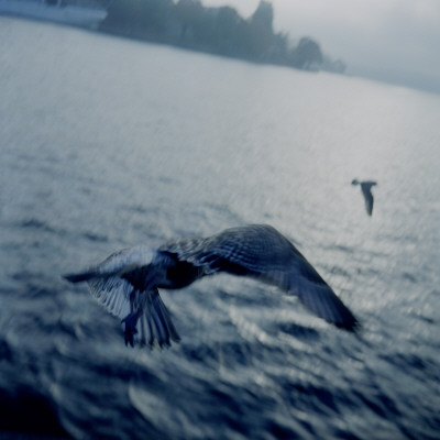 Birds Flying Above The Sea In Stockholm, Sweden by Mikael Andersson Pricing Limited Edition Print image