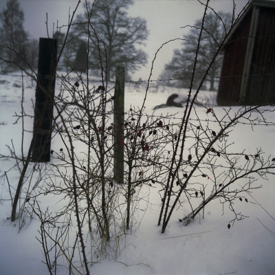 Bushes Near A Barbed Wire Fence, Sweden by Mikael Andersson Pricing Limited Edition Print image