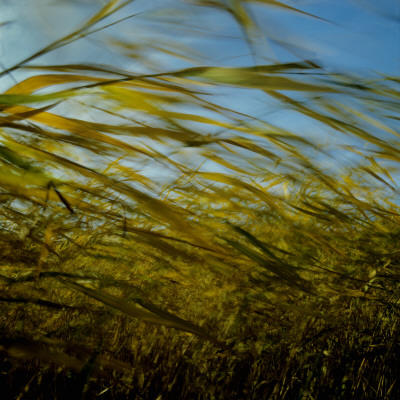 A Corn Field In Wind by Mikael Andersson Pricing Limited Edition Print image