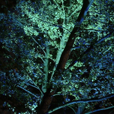 A Tree by Niclas Albinsson Pricing Limited Edition Print image