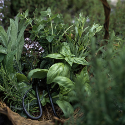 Close-Up Of A Plant by Helene Toresdotter Pricing Limited Edition Print image