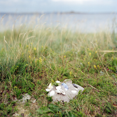 Shells On A Beach In Gateborg Archipelago, Sweden by Maria Olsson Pricing Limited Edition Print image