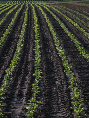 Field With Young Plants, Skaane, Sweden by Anders Ekholm Pricing Limited Edition Print image