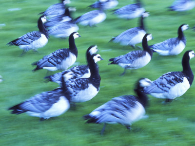 Close-Up Of Flock Of Birds Running In A Field by Bjorn Alander Pricing Limited Edition Print image