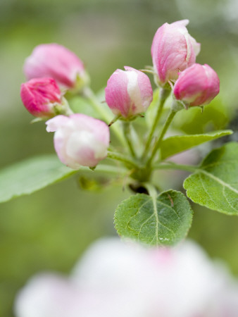 Flowers On An Apple Tree by Anders Ekholm Pricing Limited Edition Print image