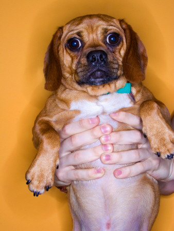 Man Holding Confused Dog Against Orange Background by Brad Wenner Pricing Limited Edition Print image