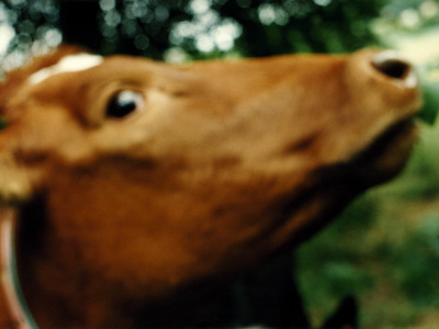 Close Up Of A Cow by Bibbie Friman Pricing Limited Edition Print image