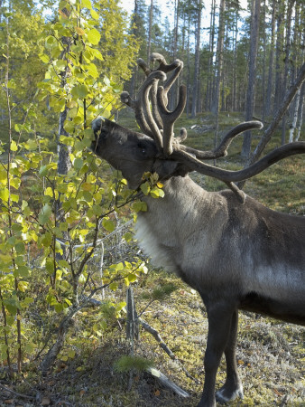 Reindeer Eating Leaves In The Forest, Swedish Lapland, Sweden by Ann Eriksson Pricing Limited Edition Print image