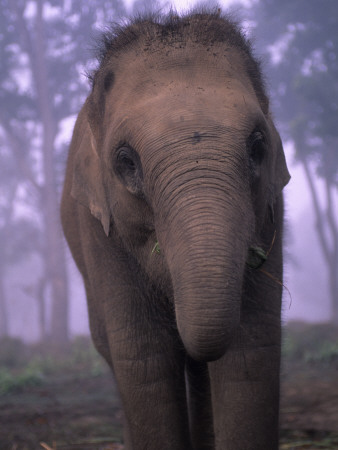 A Baby Elephant by Anders Blomqvist Pricing Limited Edition Print image