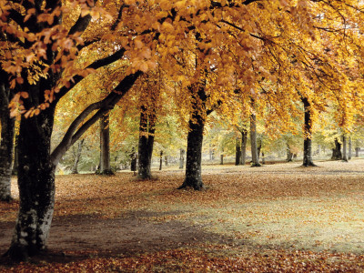 Autumn Leaves by Anders Blomqvist Pricing Limited Edition Print image