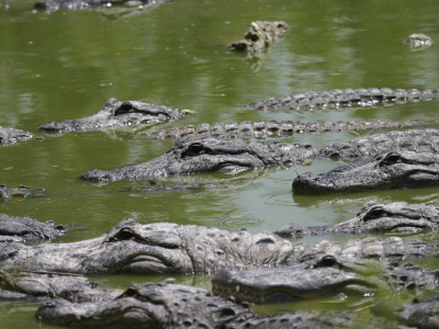 Many American Alligators by Diane Stamatelatos Pricing Limited Edition Print image