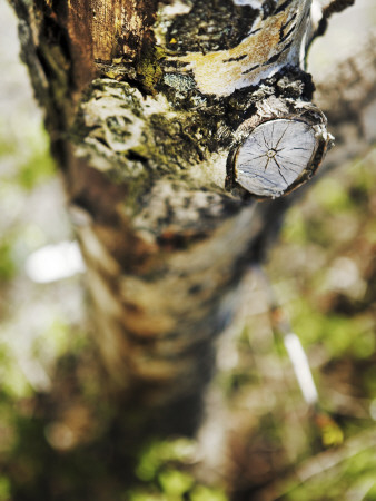 Birch Tree by Gunnar Svanberg Skulasson Pricing Limited Edition Print image