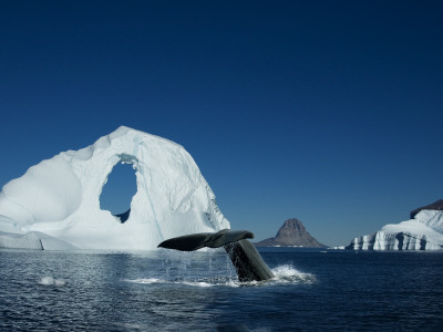 Whale Diving Into An Ocean, Greenland by Gunter Lenz Pricing Limited Edition Print image