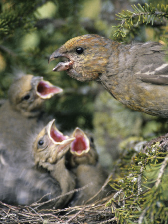 A Female Pine Grosbeak Feeding Its Nestlings by Hannu Hautala Pricing Limited Edition Print image