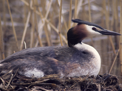 A Great Crested Grebe (Podiceps Cristatus) by Hannu Hautala Pricing Limited Edition Print image