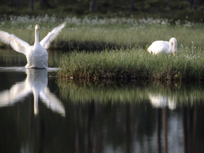 A Pair Of Whooper Swans by Hannu Hautala Pricing Limited Edition Print image