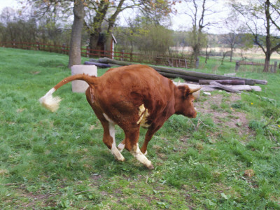 A Cow Jumping Around Outside In Springtime by Hatte Stiwenius Pricing Limited Edition Print image