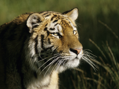 A Tiger by Jorgen Larsson Pricing Limited Edition Print image