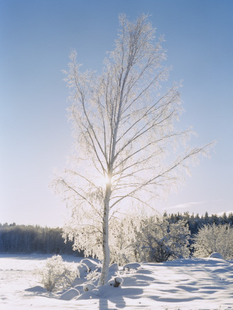 Birch Silvered With Frost by Johanna Tibell Pricing Limited Edition Print image