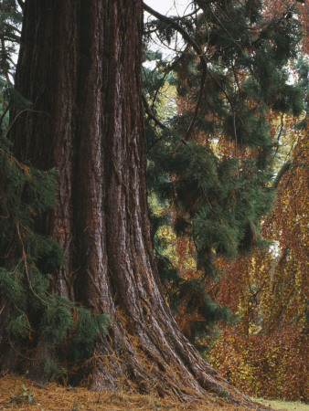 Batsford Arboretum, Gloucestershire - Giant Redwoods 'Sequoiadendron Giganteum' In The Woodland by Clive Nichols Pricing Limited Edition Print image