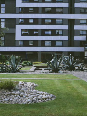 Pebbles, Lawn, Gravel And Giant Agaves At The Water Gardens, London, Garden Created By Tony Heywood by Clive Nichols Pricing Limited Edition Print image