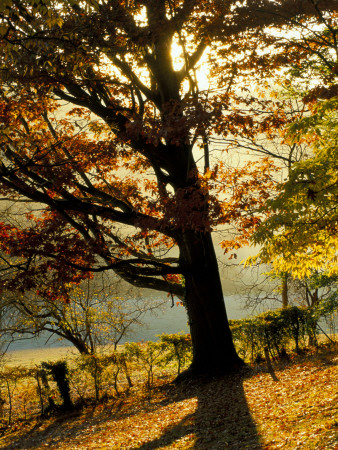 Arley Arboretum, Worcestershire - Evening Light Shining Through The Branches Of An Oak Tree by Clive Nichols Pricing Limited Edition Print image