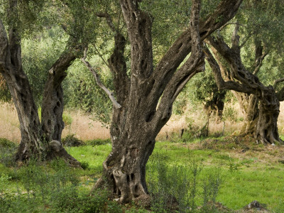 Olive Grove, Corfu, Greece by Clive Nichols Pricing Limited Edition Print image