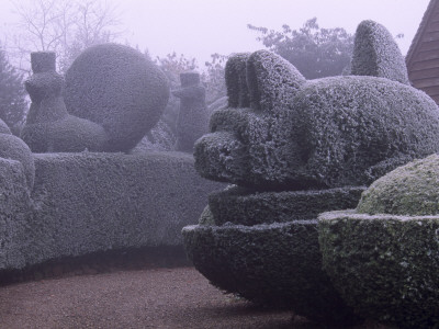 Parsonage, Worcestershire - Frosted Topiary Hedges Beside The Drive, Winter by Clive Nichols Pricing Limited Edition Print image