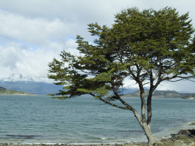 Tierra Del Fuego National Park, Ushuaia by Natalie Tepper Pricing Limited Edition Print image