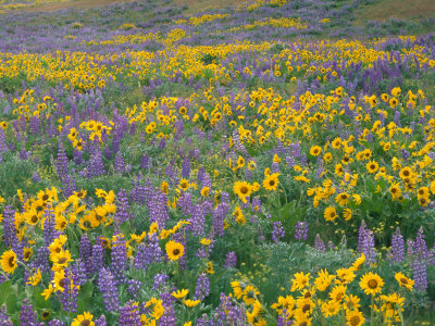 Field Of Arrowleaf Balsamroot And Lupine, Oregon, Usa by Julie Eggers Pricing Limited Edition Print image