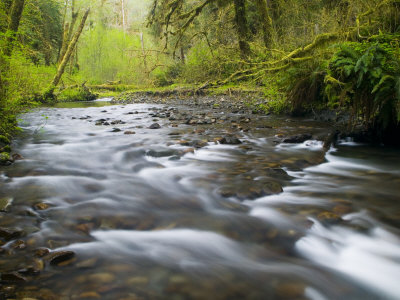 Spring Stream And Fresh Green, Hoh Rainforest, Olympic National Park, Washington, Usa by Terry Eggers Pricing Limited Edition Print image