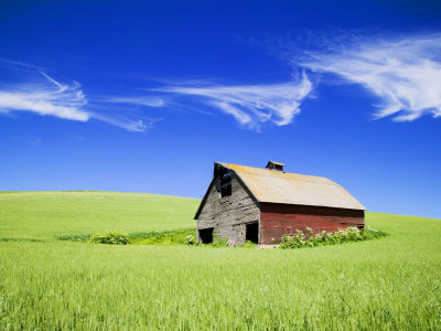 Old Red Barn In Spring Green Wheat Field, Washington, Usa by Terry Eggers Pricing Limited Edition Print image