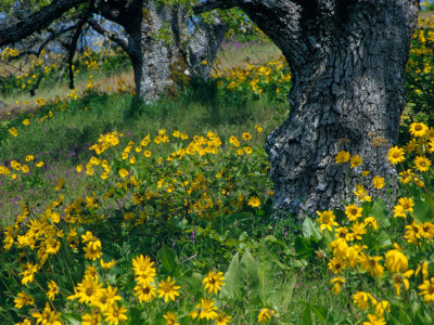 Arrowleaf Balsamroot And Oak Trees, Oregon, Usa by Julie Eggers Pricing Limited Edition Print image