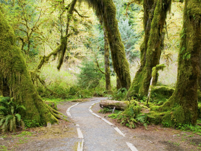 Olympic National Park, Hiking Trail Through The Hall Of Mosses With Spring Green, , Washington, Usa by Terry Eggers Pricing Limited Edition Print image