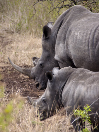 White Rhino In Zulu Nyala Game Reserve, Kwazulu Natal, South Africa by Lisa S. Engelbrecht Pricing Limited Edition Print image