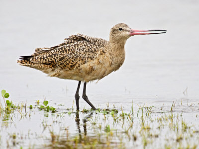 Marbled Godwit In Salt Marsh, Rockport, Texas, Usa by Larry Ditto Pricing Limited Edition Print image