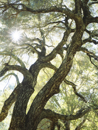 Sunlight Through Live Oak, Cuyamaca Rancho State Park, San Diego, California, Usa by Christopher Talbot Frank Pricing Limited Edition Print image